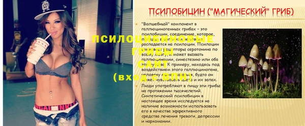 прущие грибы Нея